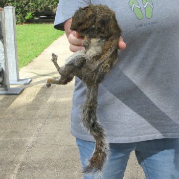  Preserved Full-Body Squirrel 