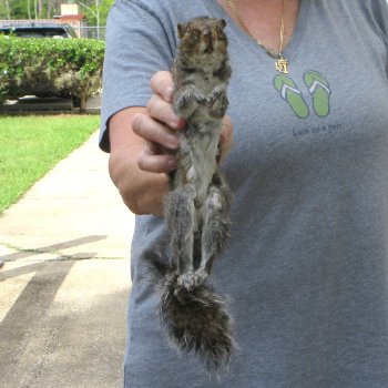  Preserved Full-Body Squirrel 