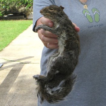  Preserved Full-Body Squirrel 