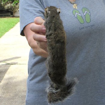  Preserved Full-Body Squirrel 