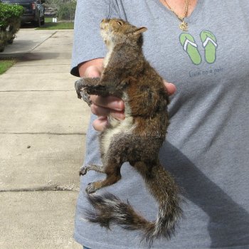  Preserved Full-Body Squirrel 