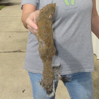  Preserved Full-Body Squirrel 