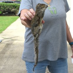  Preserved Full-Body Squirrel 
