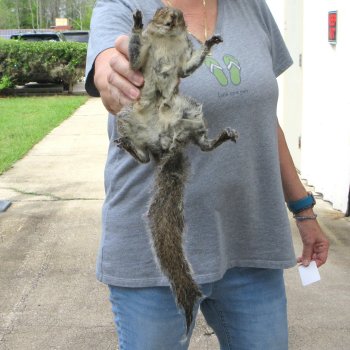  Preserved Full-Body Squirrel 