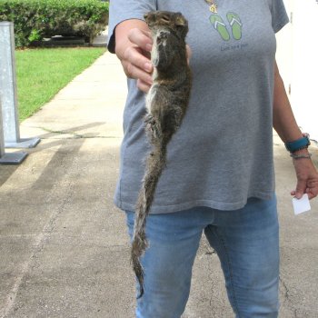  Preserved Full-Body Squirrel 