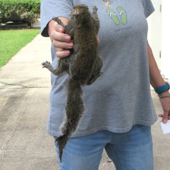  Preserved Full-Body Squirrel 