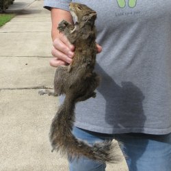  Preserved Full-Body Squirrel 