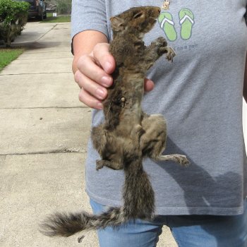  Preserved Full-Body Squirrel 