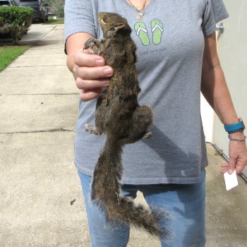  Preserved Full-Body Squirrel 