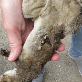  Preserved Full-Body Squirrel 