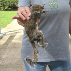  Preserved Full-Body Squirrel 