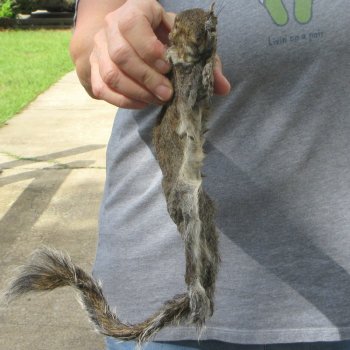  Preserved Full-Body Squirrel 