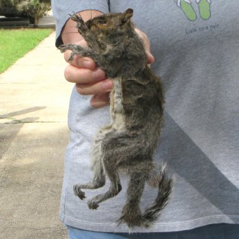  Preserved Full-Body Squirrel 