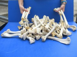 Sixty piece Deer Leg Bones 7" to 12"