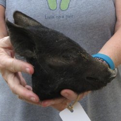 7" Preserved Georgia Wild Boar / Hog Head