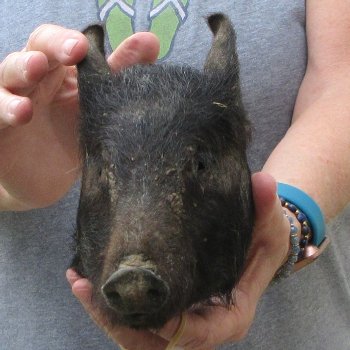 7" Preserved Georgia Wild Boar / Hog Head