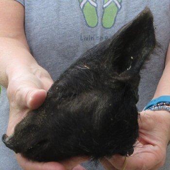 7" Preserved Georgia Wild Boar / Hog Head