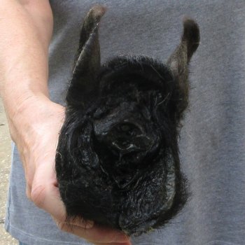 7" Preserved Georgia Wild Boar / Hog Head