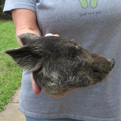7" Preserved Georgia Wild Boar / Hog Head