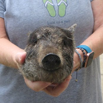 7" Preserved Georgia Wild Boar / Hog Head