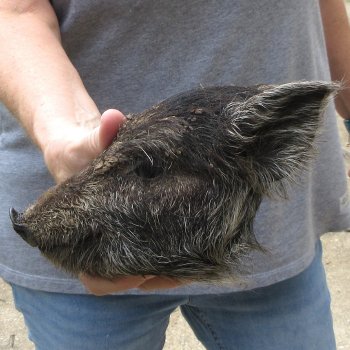 7" Preserved Georgia Wild Boar / Hog Head