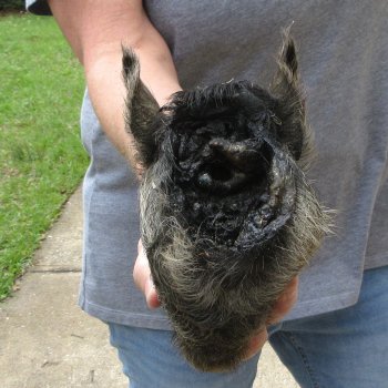 7" Preserved Georgia Wild Boar / Hog Head
