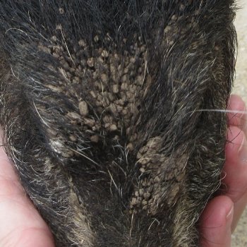 7" Preserved Georgia Wild Boar / Hog Head