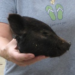 7" Preserved Georgia Wild Boar / Hog Head