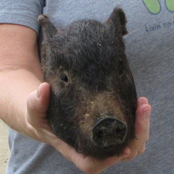 7" Preserved Georgia Wild Boar / Hog Head