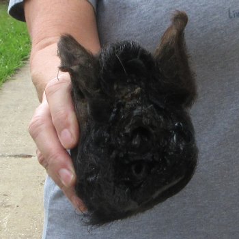 7" Preserved Georgia Wild Boar / Hog Head