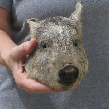 7" Preserved Georgia Wild Boar / Hog Head
