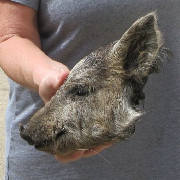 7" Preserved Georgia Wild Boar / Hog Head