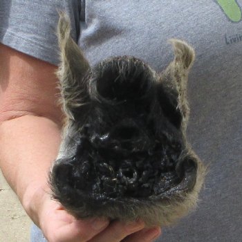 7" Preserved Georgia Wild Boar / Hog Head