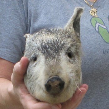 7" Preserved Georgia Wild Boar / Hog Head