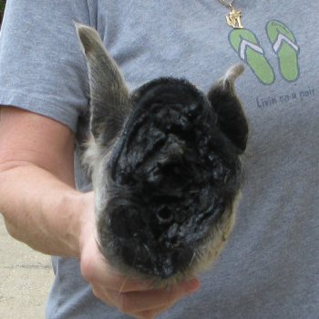 7" Preserved Georgia Wild Boar / Hog Head