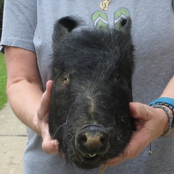 11" Preserved Georgia Wild Boar / Hog Head