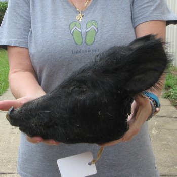 11" Preserved Georgia Wild Boar / Hog Head
