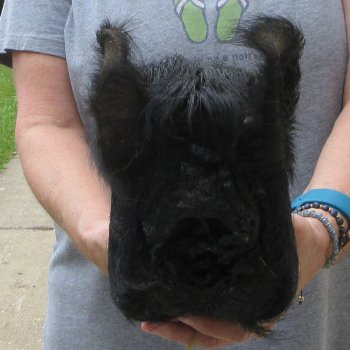 11" Preserved Georgia Wild Boar / Hog Head