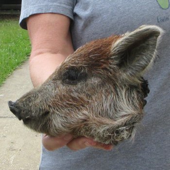 8" Preserved Georgia Wild Boar / Hog Head