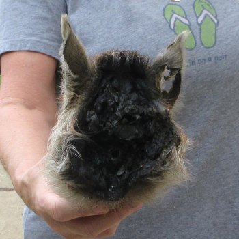 8" Preserved Georgia Wild Boar / Hog Head