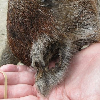 8" Preserved Georgia Wild Boar / Hog Head