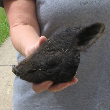 7" Preserved Georgia Wild Boar / Hog Head