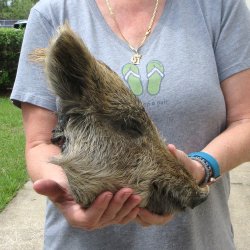 12" Preserved Georgia Wild Boar / Hog Head