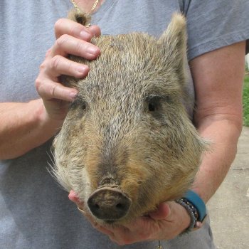 12" Preserved Georgia Wild Boar / Hog Head