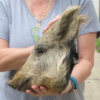 12" Preserved Georgia Wild Boar / Hog Head