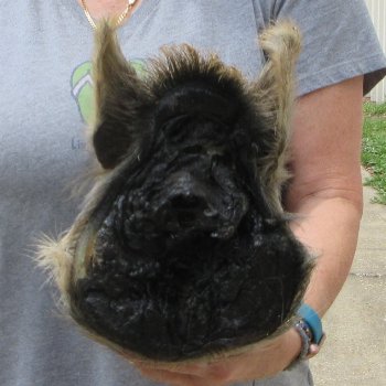 12" Preserved Georgia Wild Boar / Hog Head