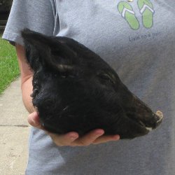 10" Preserved Georgia Wild Boar / Hog Head