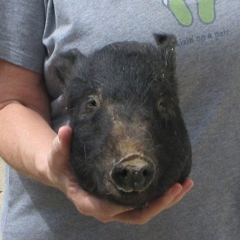 10" Preserved Georgia Wild Boar / Hog Head