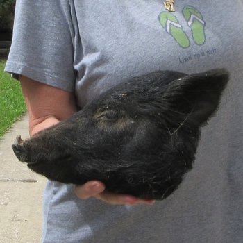 10" Preserved Georgia Wild Boar / Hog Head