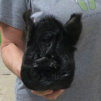 10" Preserved Georgia Wild Boar / Hog Head